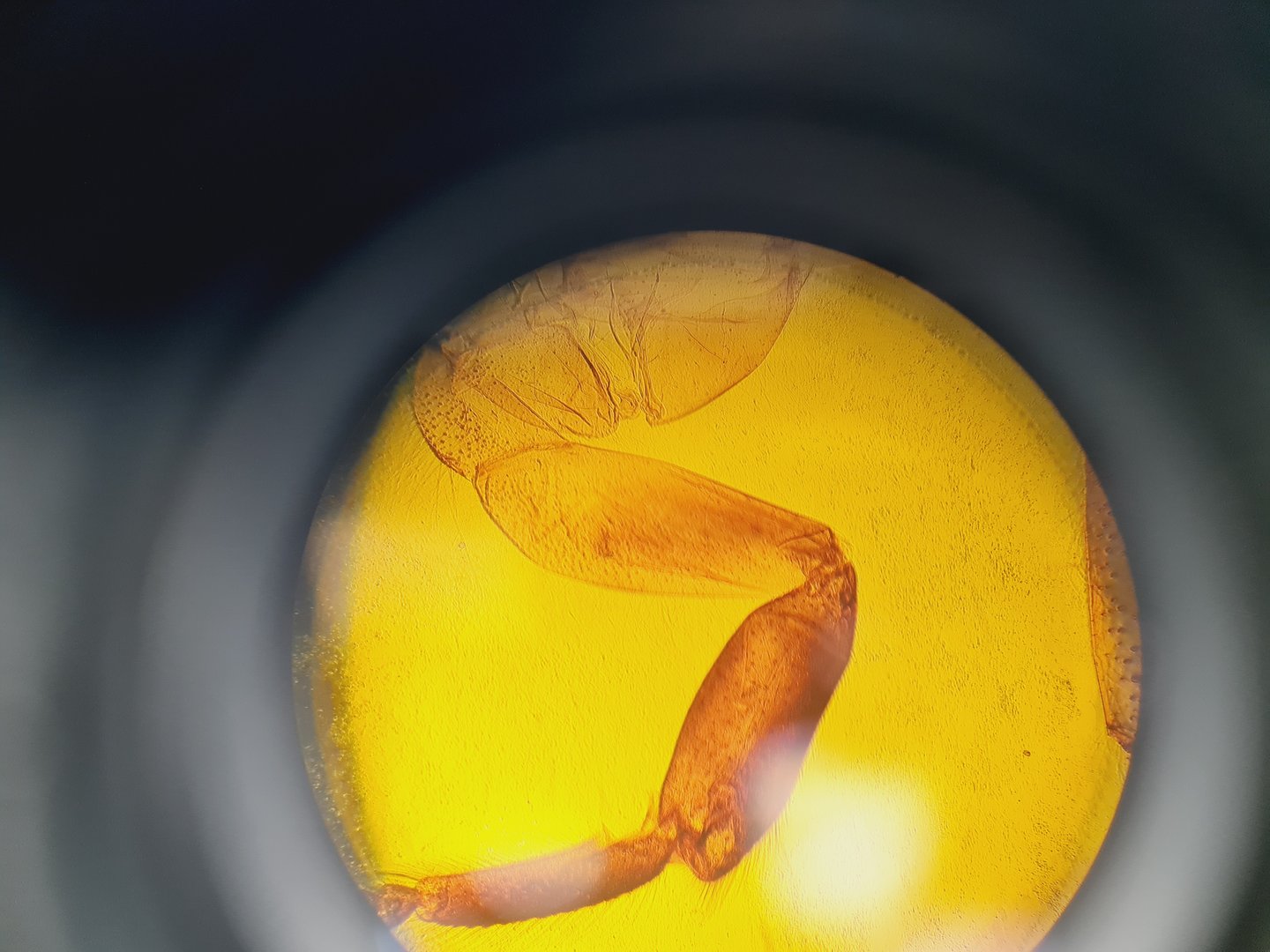 Image of Carl Zeiss Axioskop El Einsatz Fluorescence Microscope w/ 5 Objectives