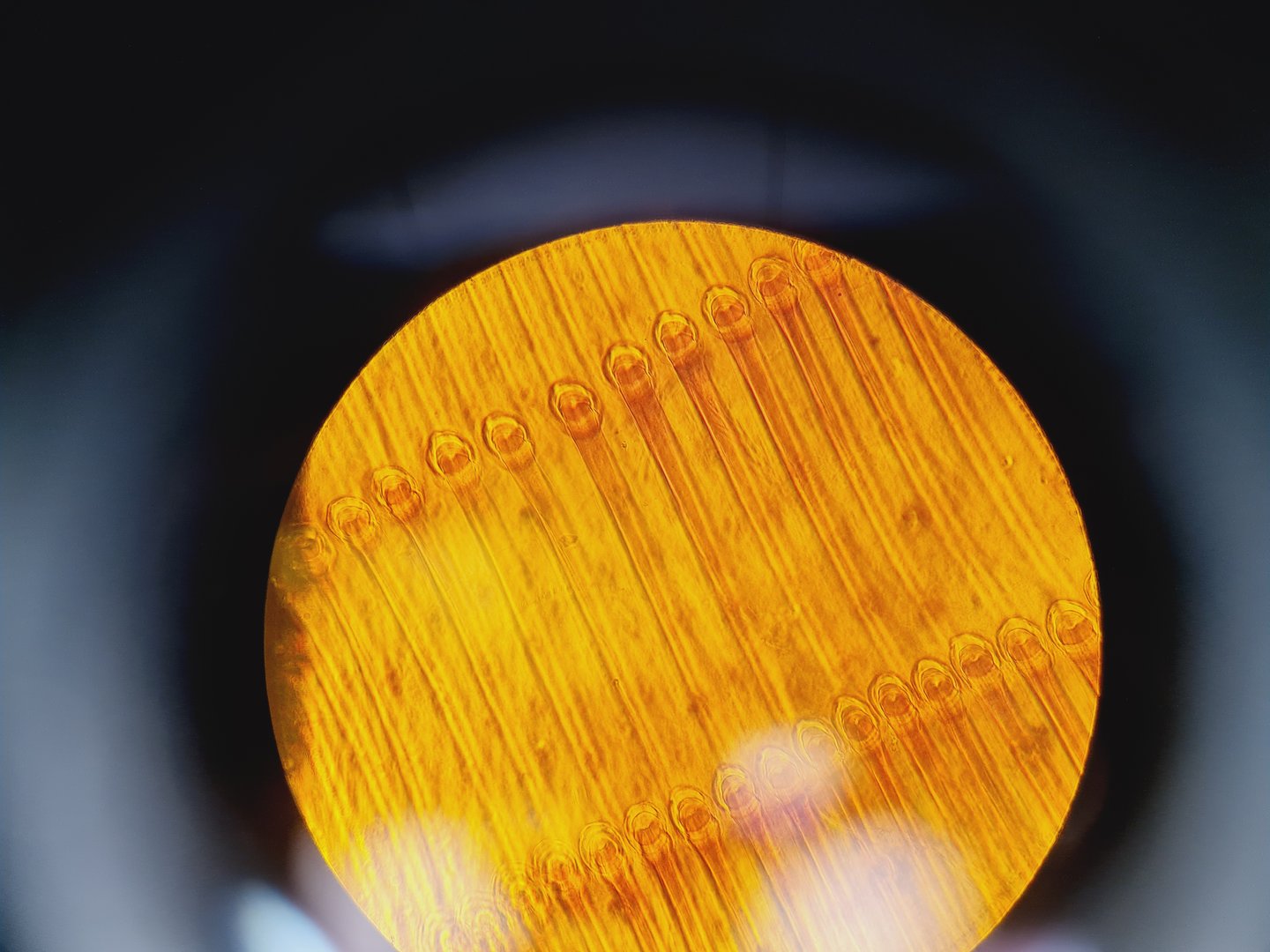 Image of Carl Zeiss Axioskop El Einsatz Fluorescence Microscope w/ 5 Objectives