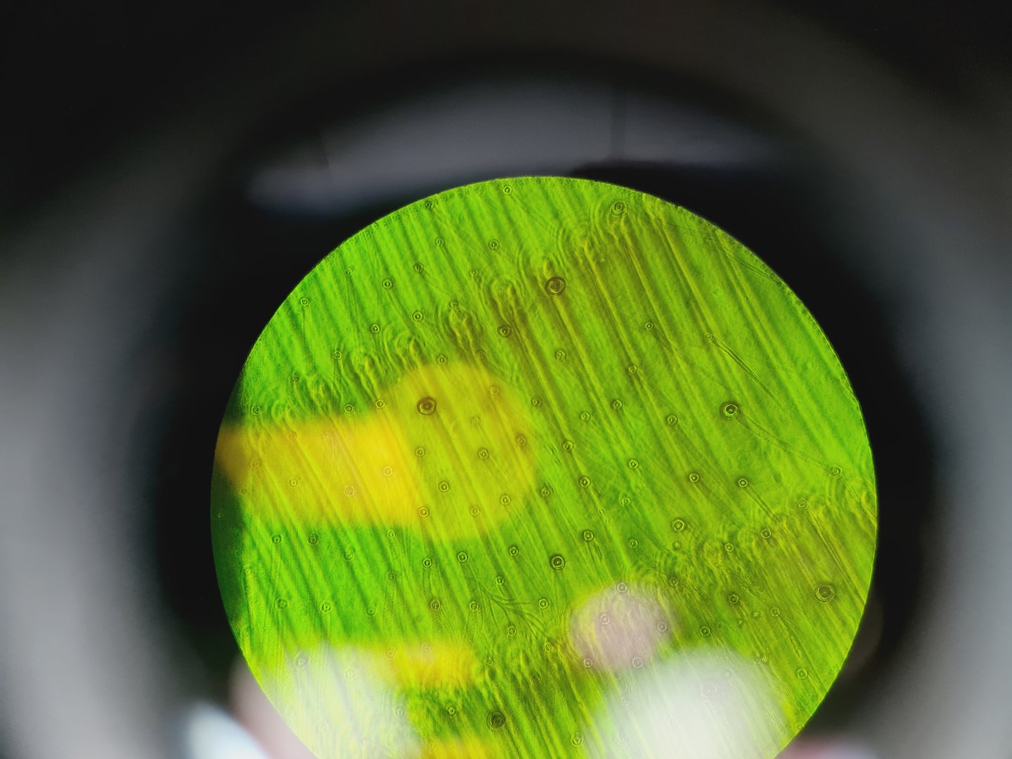 Image of Carl Zeiss Axioskop El Einsatz Fluorescence Microscope w/ 5 Objectives