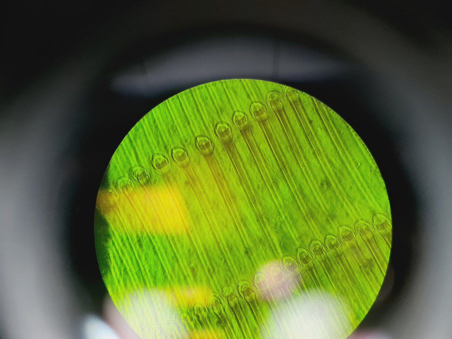 Image of Carl Zeiss Axioskop El Einsatz Fluorescence Microscope w/ 5 Objectives