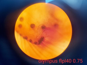 Thumbnail image of Olympus BHB Binocular Microscope w/ 2 Objectives Lab