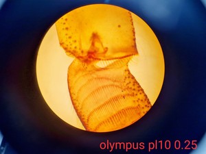 Thumbnail image of Olympus BHB Binocular Microscope w/ 2 Objectives Lab