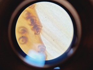 Thumbnail image of Optika B-353PH Compound Microscope w/ 4 x Objectives Lab