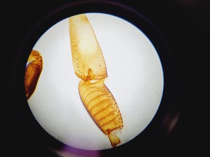 Thumbnail image of Optika B-353PH Compound Microscope w/ 4 x Objectives Lab