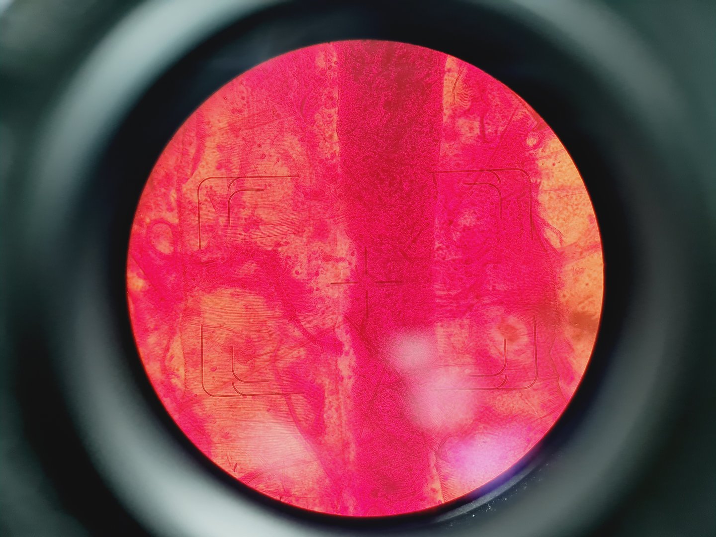 Image of Carl Zeiss Axiovert 35M Inverted Microscope (No Stage or PSU)