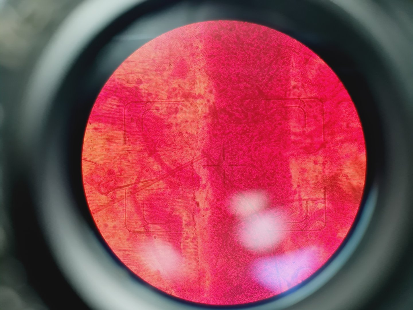 Image of Carl Zeiss Axiovert 35M Inverted Microscope (No Stage or PSU)