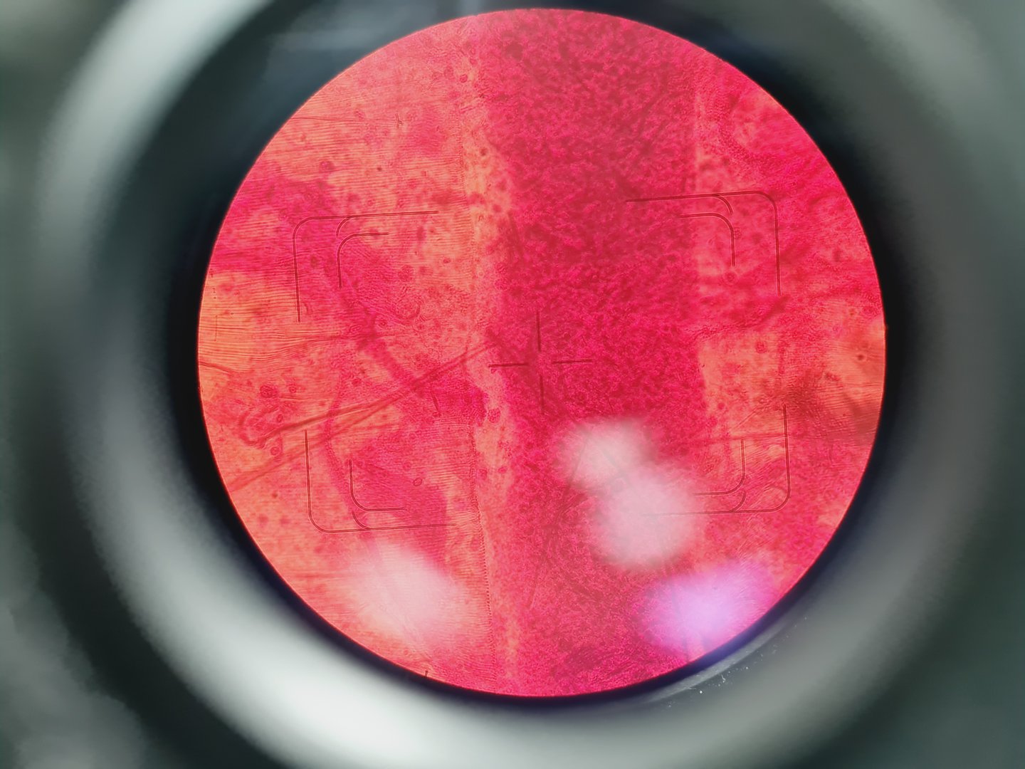 Image of Carl Zeiss Axiovert 35M Inverted Microscope (No Stage or PSU)