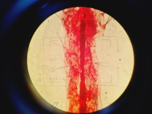 Thumbnail image of Carl Zeiss Axiovert 35M Inverted Microscope (No Stage or PSU)