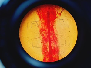 Thumbnail image of Carl Zeiss Axiovert 35M Inverted Microscope (No Stage or PSU)