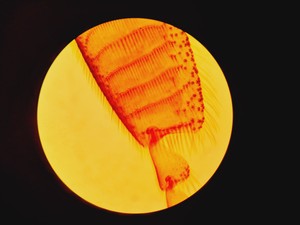 Thumbnail image of Leica DMLS Clinical Microscope w/ 3 Objectives 40x/0.65, 20x/0.40, 10x/0.22