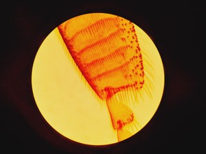 Thumbnail image of Leica DMLS Clinical Microscope w/ 3 Objectives 40x/0.65, 20x/0.40, 10x/0.22