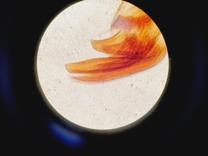 Thumbnail image of Nikon Optiphot-2 Microscope w/ 5 Objectives, Ph1, Ph2, Ph3, Plan 2