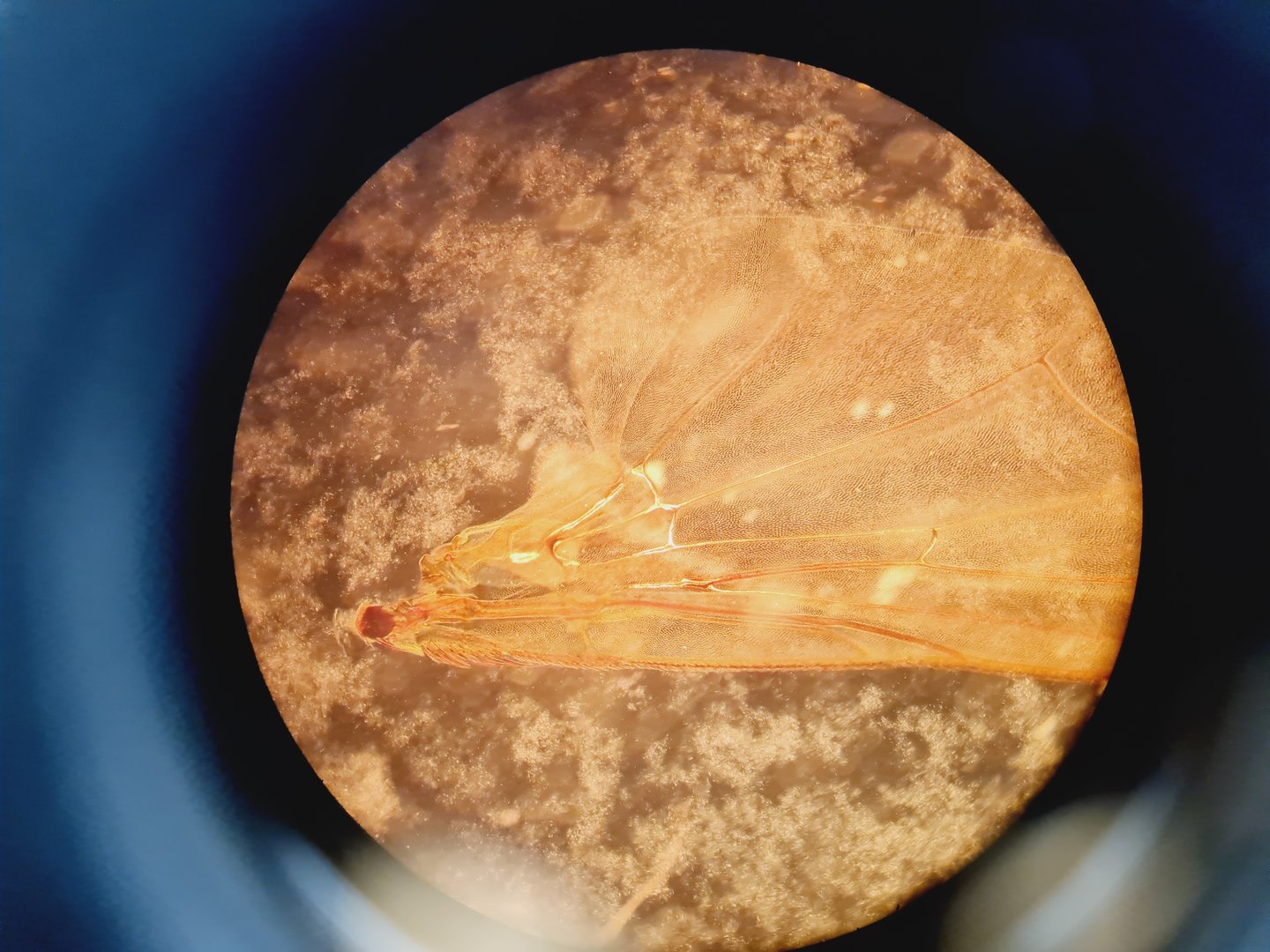 Image of PALM Laser Microscope Microlaser MicroBeam Zeiss Axiovert 200M P.A.L.M Lab