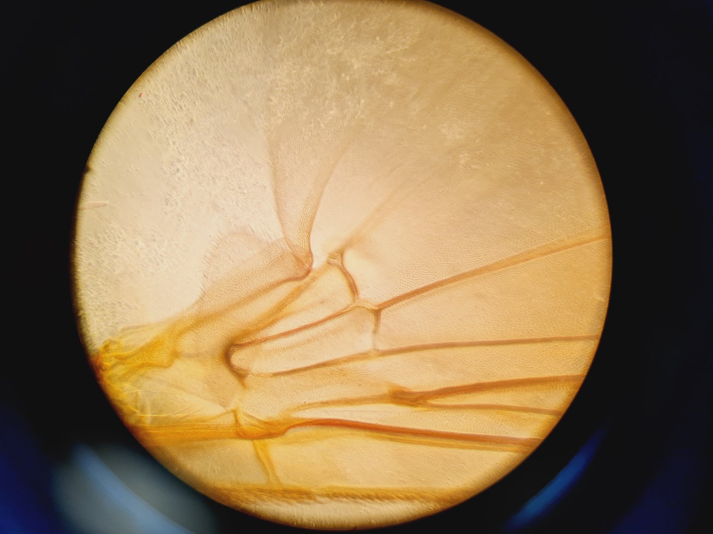 Image of PALM Laser Microscope Microlaser MicroBeam Zeiss Axiovert 200M P.A.L.M Lab