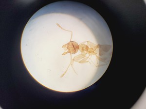 Thumbnail image of Olympus BH-2 Trinocular Microscope w/ 5 Objectives DPlan, SPlan Lab