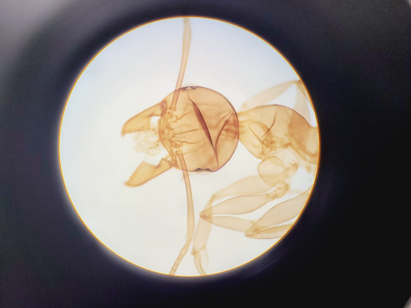Image of Olympus BH-2 Trinocular Microscope w/ 5 Objectives DPlan, SPlan Lab