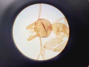 Thumbnail image of Olympus BH-2 Trinocular Microscope w/ 5 Objectives DPlan, SPlan Lab