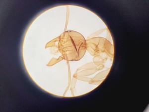 Thumbnail image of Olympus BH-2 Trinocular Microscope w/ 5 Objectives DPlan, SPlan Lab
