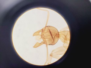 Thumbnail image of Olympus BH-2 Trinocular Microscope w/ 5 Objectives DPlan, SPlan Lab