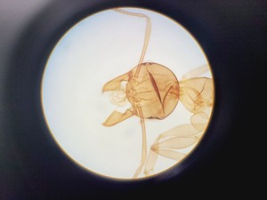 Thumbnail image of Olympus BH-2 Trinocular Microscope w/ 5 Objectives DPlan, SPlan Lab