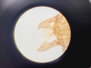 Thumbnail image of Olympus BH-2 Trinocular Microscope w/ 5 Objectives DPlan, SPlan Lab