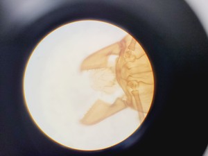 Thumbnail image of Olympus BH-2 Trinocular Microscope w/ 5 Objectives DPlan, SPlan Lab