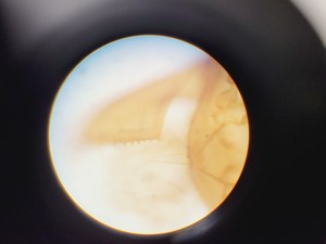 Thumbnail image of Olympus BH-2 Trinocular Microscope w/ 5 Objectives DPlan, SPlan Lab