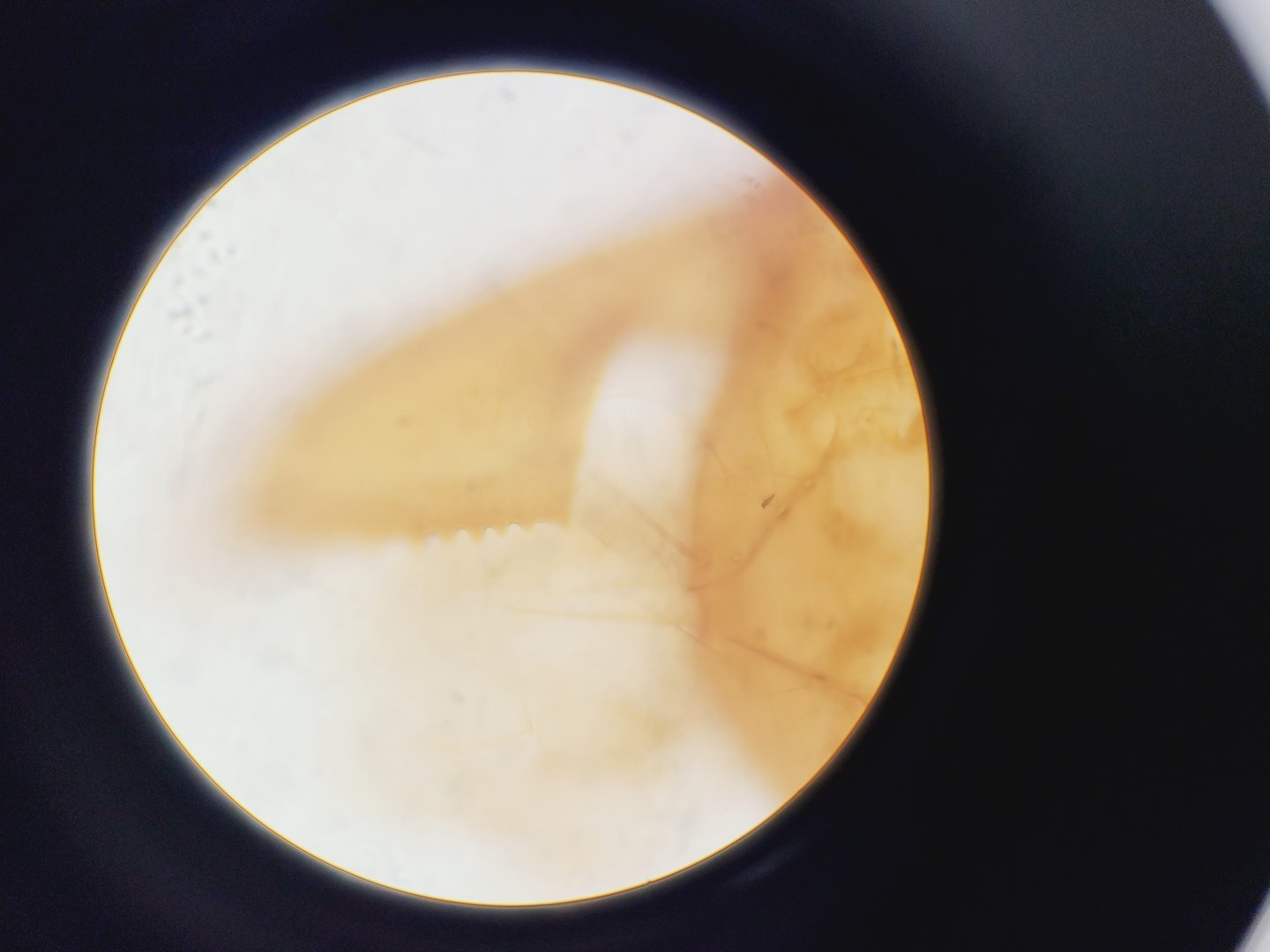 Image of Olympus BH-2 Trinocular Microscope w/ 5 Objectives DPlan, SPlan Lab