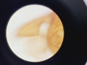 Thumbnail image of Olympus BH-2 Trinocular Microscope w/ 5 Objectives DPlan, SPlan Lab