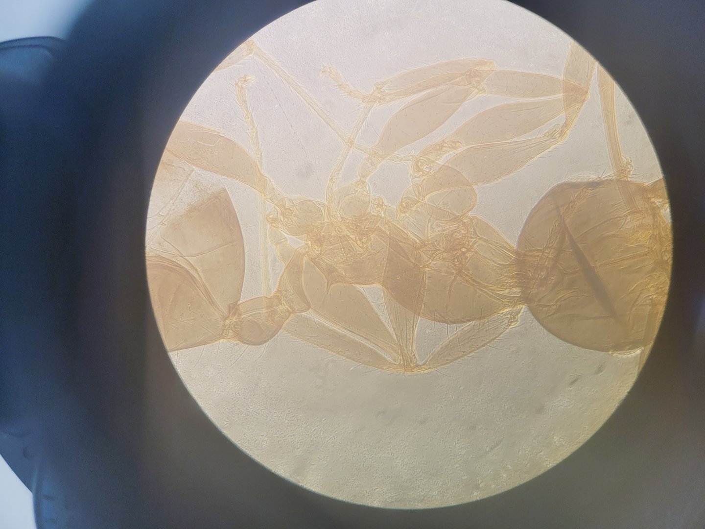 Image of Nikon Eclipse TS100 Microscope w/ 3 x Objectives Ph1, 10x, 20x, 40x Lab