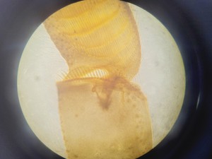 Thumbnail image of Nikon Eclipse TS100 Microscope w/ 3 x Objectives Ph1, 10x, 20x, 40x Lab