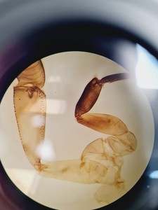 Thumbnail image of Olympus Stereo SZX7 Microscope
