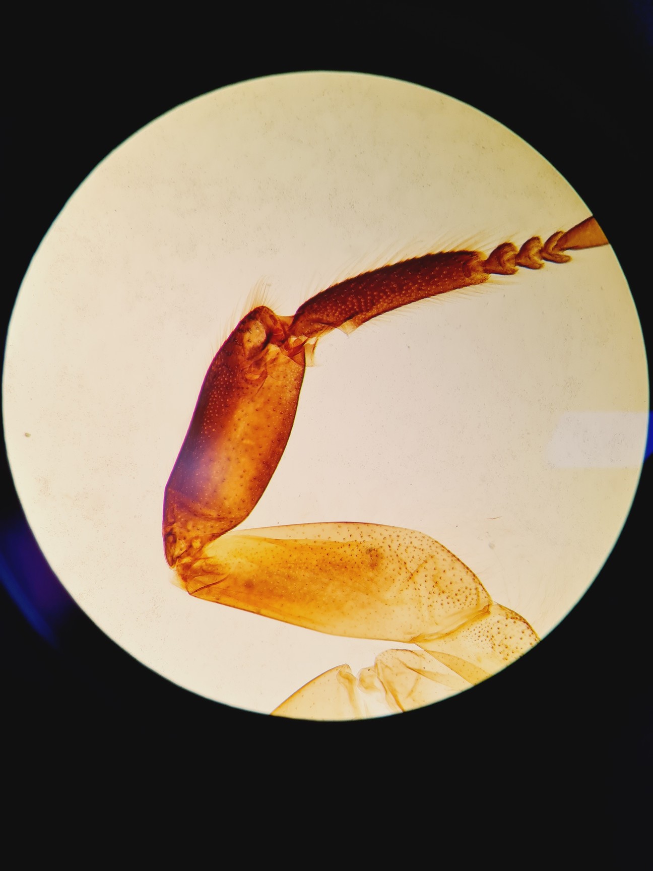 Image of Olympus Stereo Microscope SZX9 with Binocular Head and Transmitted Light Stand