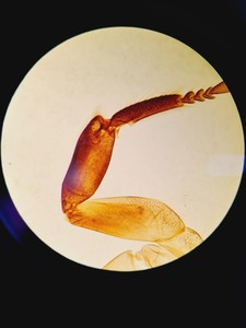 Thumbnail image of Olympus Stereo Microscope SZX9 with Binocular Head and Transmitted Light Stand