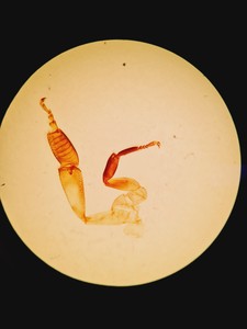 Thumbnail image of Olympus Stereo Microscope SZX9 with Binocular Head and Transmitted Light Stand