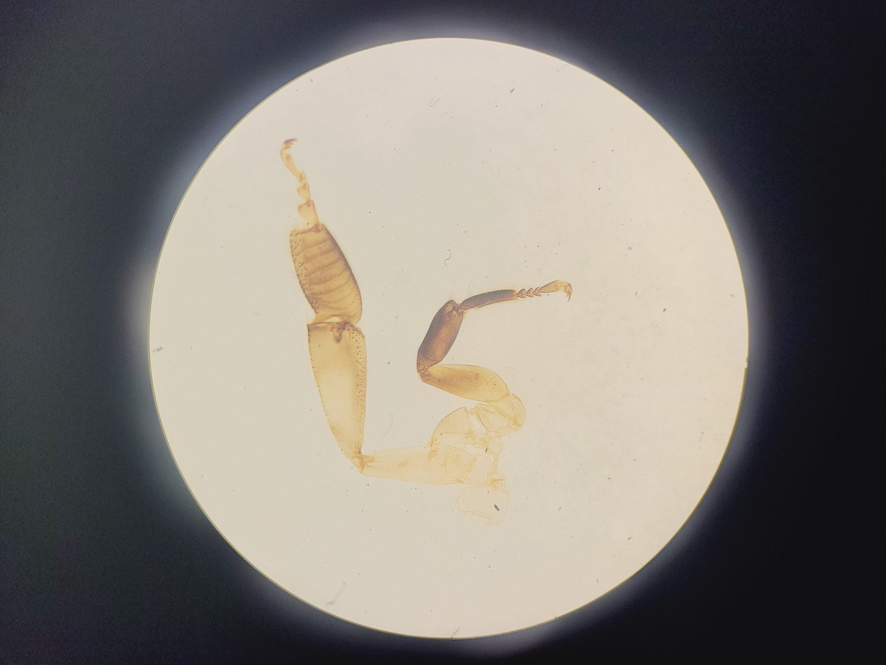 Image of Nikon SMZ-2B Stereo Zoom Microscope Lab