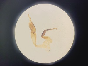 Thumbnail image of Nikon SMZ-2B Stereo Zoom Microscope Lab