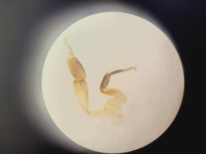 Thumbnail image of Nikon SMZ-2B Stereo Zoom Microscope Lab