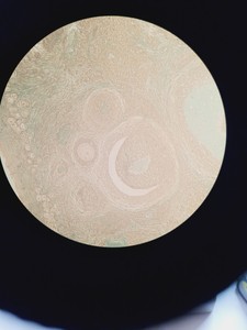 Thumbnail image of Nikon Eclipse TE200 Microscope w/ 3 x Objectives Plan, Ph w/  TE-PS100 PSU Lab