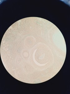 Thumbnail image of Nikon Eclipse TE200 Microscope w/ 3 x Objectives Plan, Ph w/  TE-PS100 PSU Lab