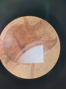 Thumbnail image of MOTIC AE31 Series Inverted Microscope with 4 x Objectives Lab