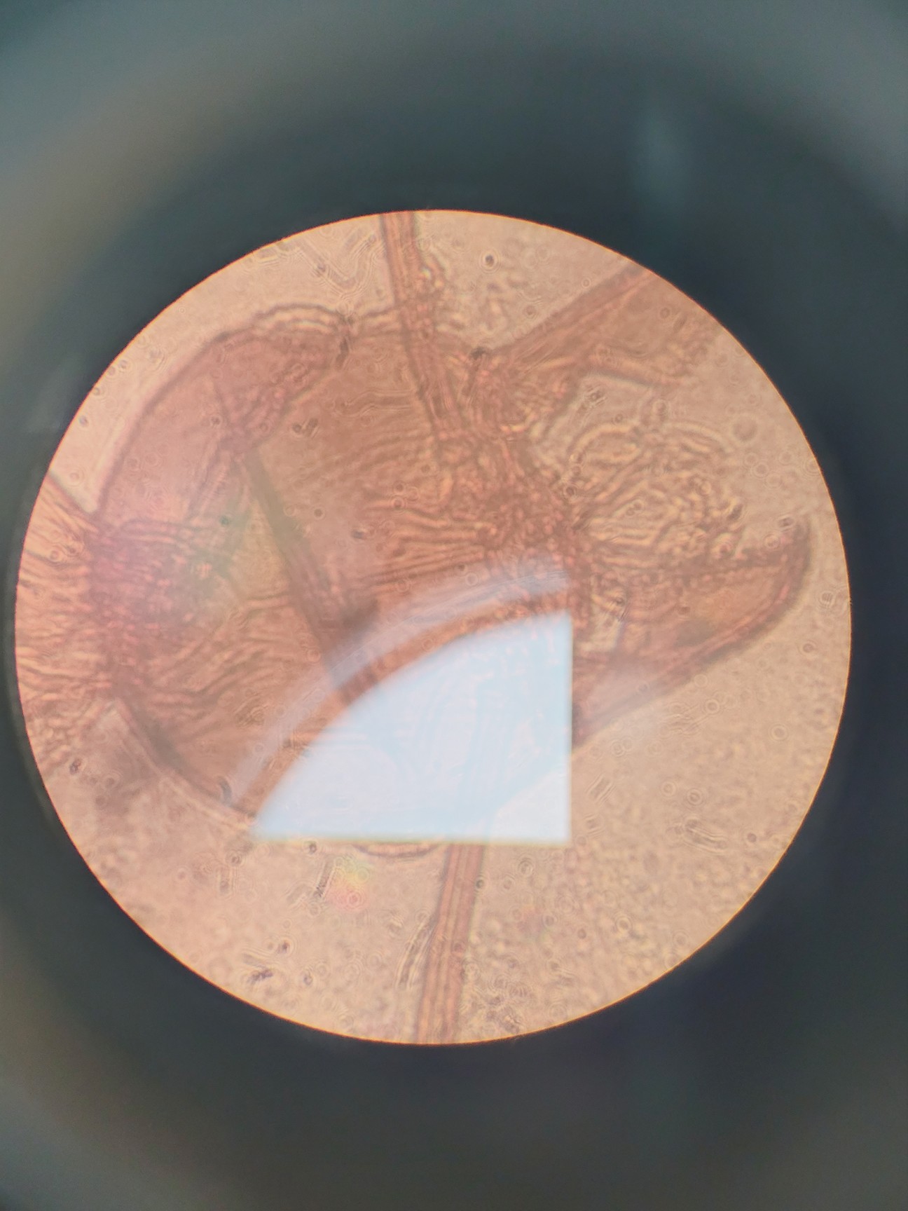 Image of MOTIC AE31 Series Inverted Microscope with 4 x Objectives Lab