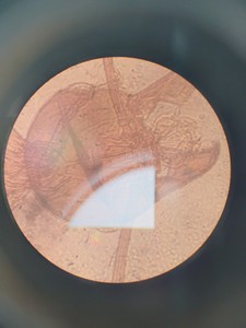 Thumbnail image of MOTIC AE31 Series Inverted Microscope with 4 x Objectives Lab