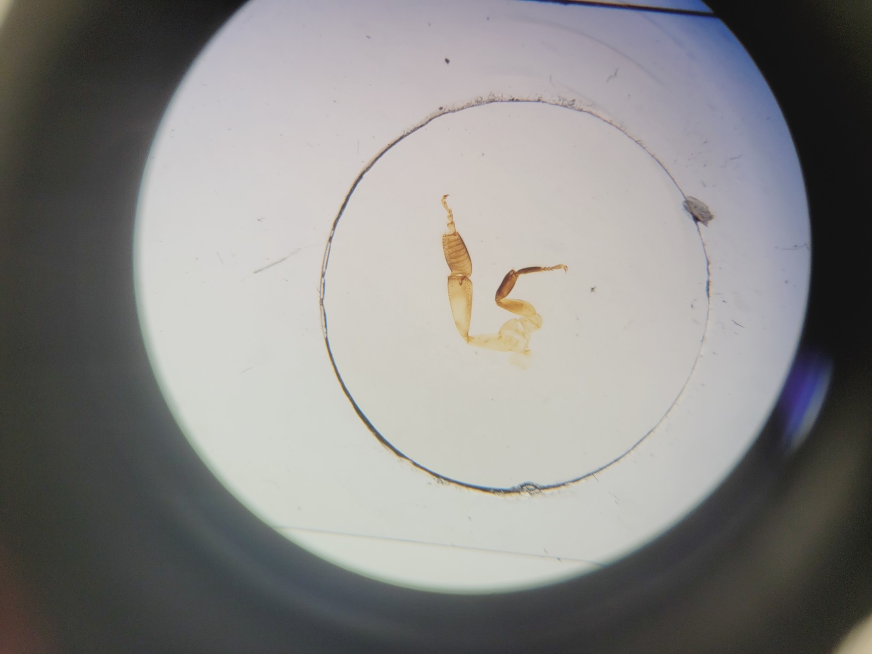Image of Nikon SMZ745 Microscope with C-DSD230 Base Lab