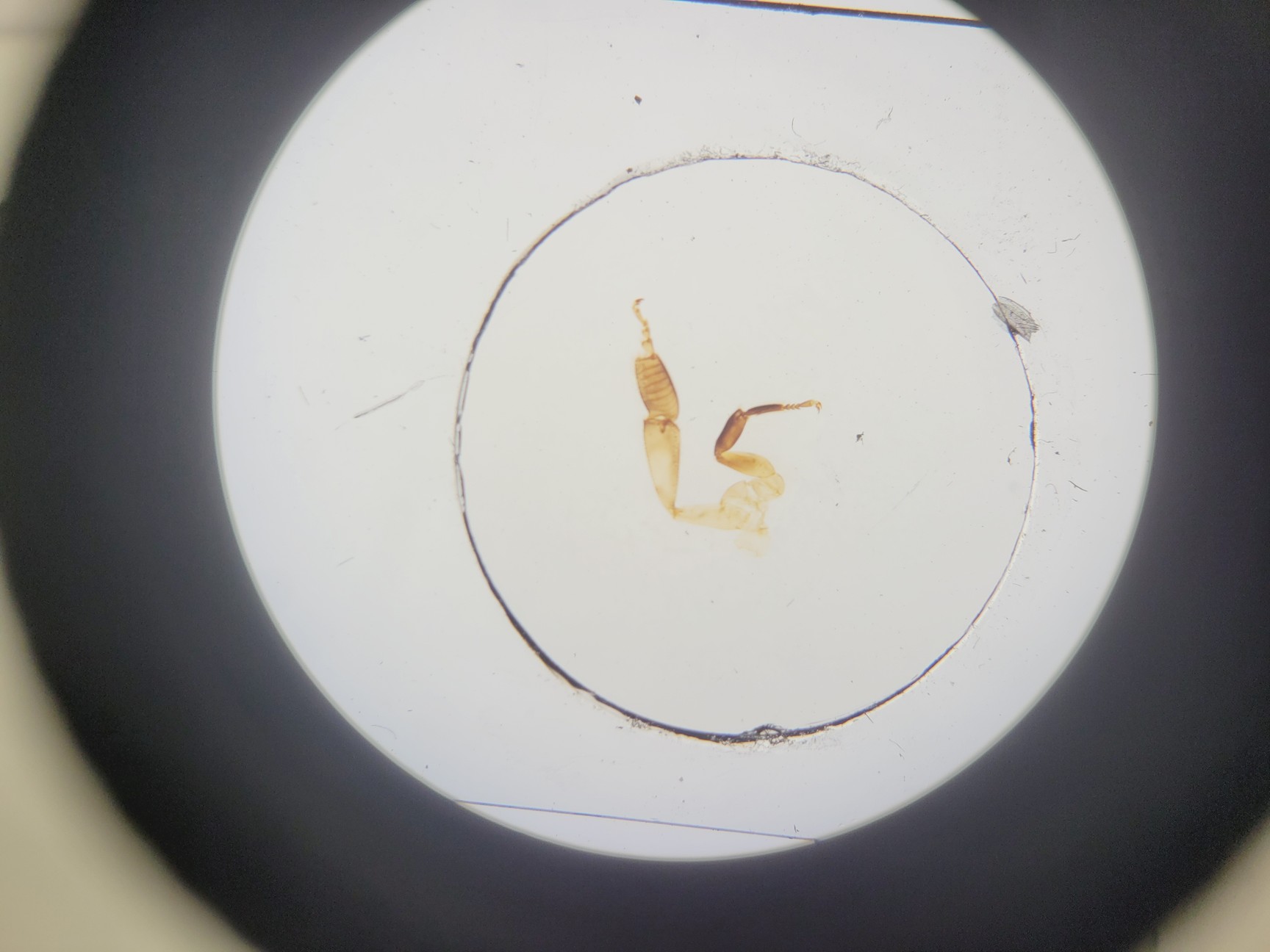Image of Nikon SMZ745 Microscope with C-DSD230 Base Lab