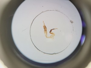 Thumbnail image of Nikon SMZ745 Microscope with C-DSD230 Base Lab