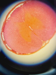 Thumbnail image of Nikon SMZ745 Microscope with C-DSD230 Base Lab