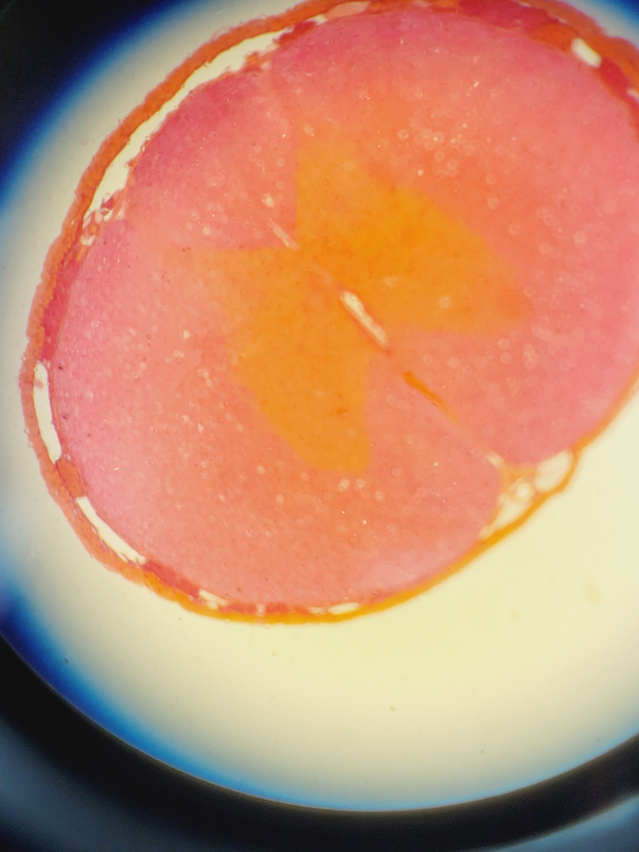 Image of Nikon SMZ745 Microscope with C-DSD230 Base Lab