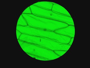 Thumbnail image of Motic BA310E Fluorescence Microscope w/ 4 x Objectives Motic 100X/1.25 oil Lab 