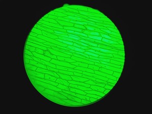 Thumbnail image of Motic BA310E Fluorescence Microscope w/ 4 x Objectives Motic 100X/1.25 oil Lab 